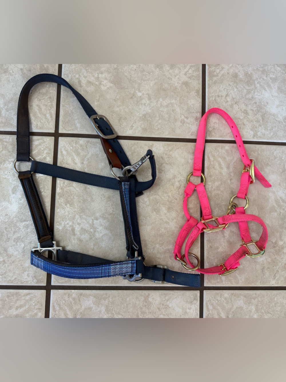 Lot of horse halters.
